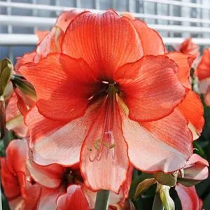 Амариллис Coral Beach фото
