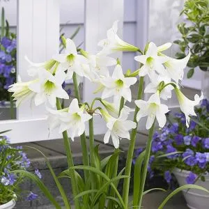 Амариллис White Rascal фото