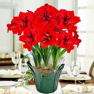 Амариллис Double King 28/30 фото