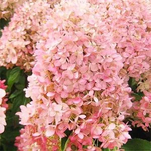 Гортензия Magical Sweet Summer фото