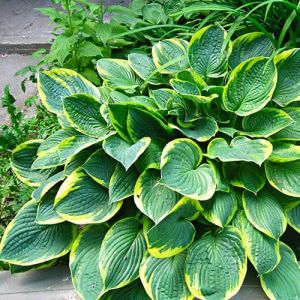 Хоста Aureomarginata фото