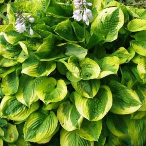 Хоста Summer Breeze фото