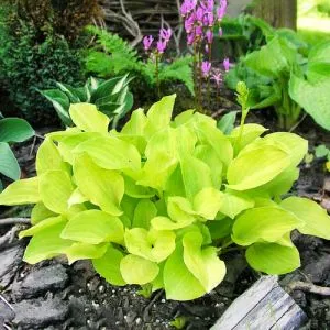 Хоста Miracle Lemony фото