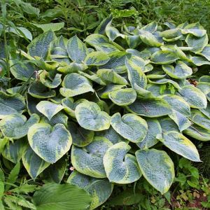 Хоста Tokudama Flavocircinalis фото