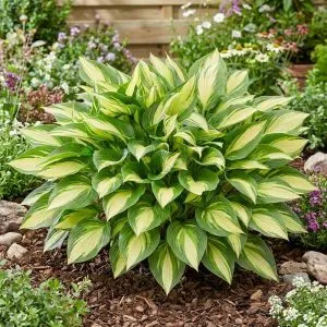 Хоста Tongue of Flame фото