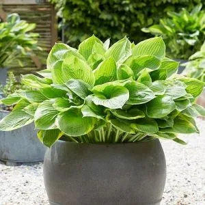 Хоста Tropicana фото
