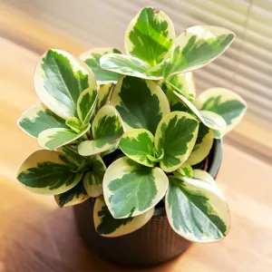 Колумбийская Корица (Peperomia) фото