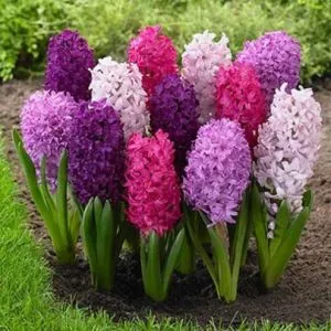 Гиацинты Ягоды и Сливки Микс фото