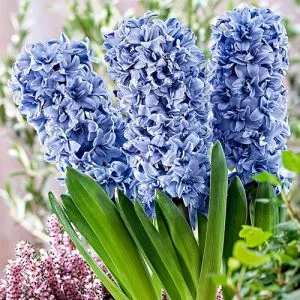 Гиацинт Махровый Blue Tango фото