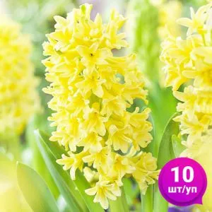 Гиацинт Yellow Queen 10 шт/уп фото