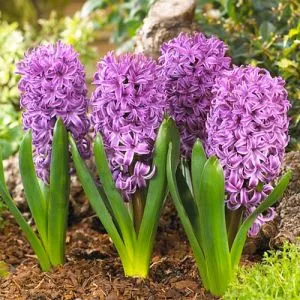 Гиацинт Purple Sensation фото