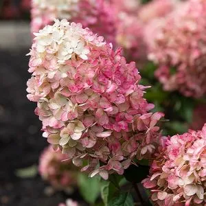 Гортензия Raspberry Pink (Меняет цвет) фото