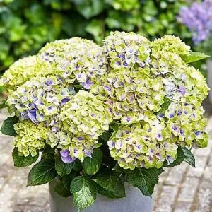 Гортензия Magical Jewel Blue фото