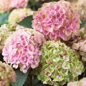 Гортензия Magical Revolution Rose фото