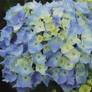 Гортензия Minty Ice фото