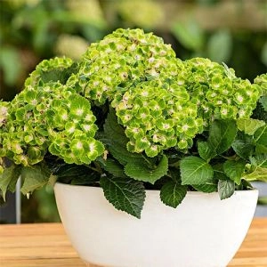 Гортензия Rembrandt Vibrant Verde фото