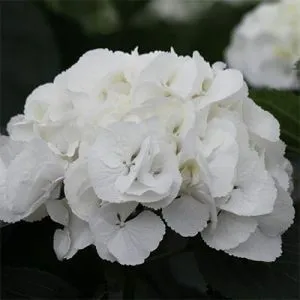 Гортензия Sneeuwbal фото