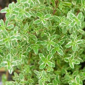 Чабрец Citriodorus Variegata фото