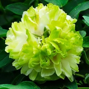 Пион Green Jade Lu Mu Ying Yu древовидный фото