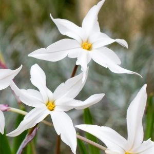 Ифейон  White Star фото