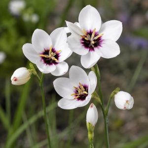 Иксия Hogarth фото