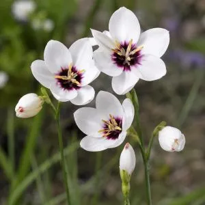 Иксия Hogarth фото