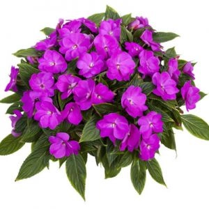 Бальзамин Tamarinda Max Lavender фото
