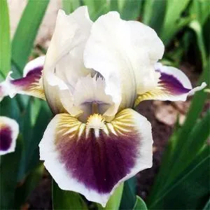 Ирис Black Cherry Delight фото