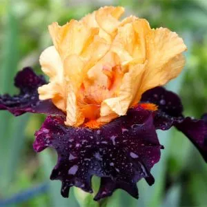 Ирис Brilliant Disguise фото
