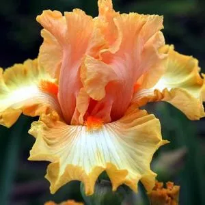 Ирис Chariots of Fire фото