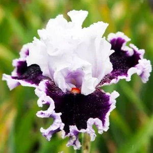 Ирис Daring Deception фото