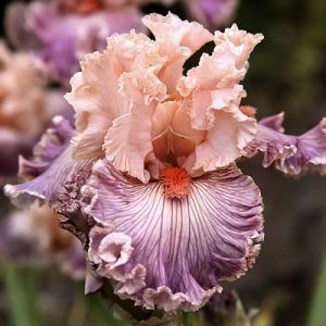 Ирис Georgette Silk фото