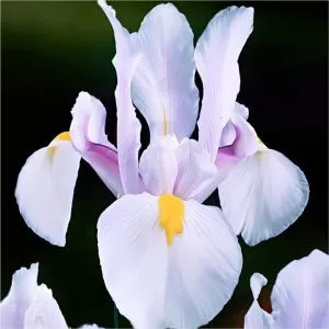 Ирис Hollandica Carmen фото