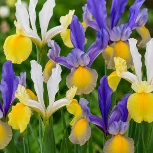 Ирис Hollandica Mysterious Rainbow Mix фото