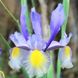 Ирис Hollandica Mystic Beauty фото