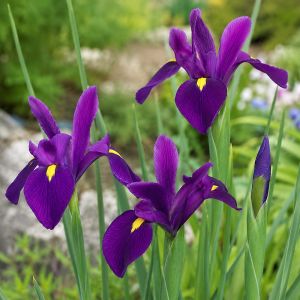Ирис Hollandica Purple Sensation (Сильный аромат) фото