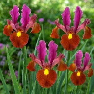 Ирис Hollandica Red Ember фото