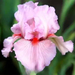 Ирис Intermedia Clearly Pink фото