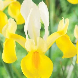 Ирис Hollandica Montecito 9/10 фото