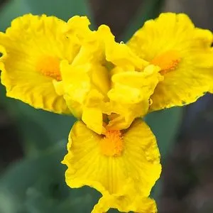 Ирис Pumila All Is Bright фото