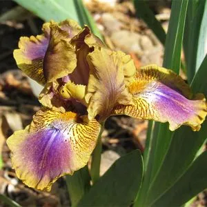 Ирис Pumila Assoted Favors фото