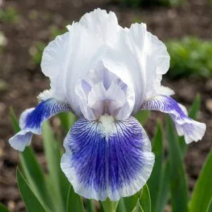 Ирис Pumila Big Blue Eyes фото