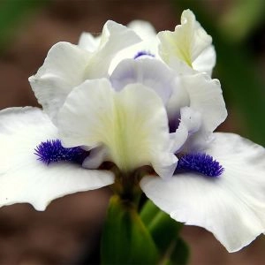 Ирис Pumila Bluebeard's Ghost фото