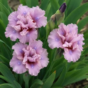 Ирис Pumila Cherry Blush фото