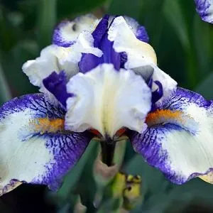 Ирис Pumila Fairy Legion фото