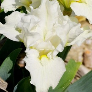 Ирис Pumila Invizible фото