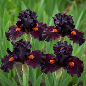 Ирис Pumila Matador Cap фото