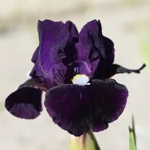 Ирис Pumila Wish Upon a Star фото