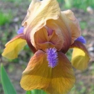 Ирис Pumila Jaillanais фото