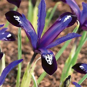 Ирис reticulata Blue Note фото